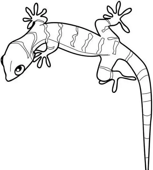 壁虎简笔画图片大全壁虎被钉在墙上十年的简笔画壁虎简笔画简单画法