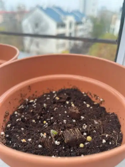 10月31日播种了四盆酢浆草,除了丁香灰是一盆三颗种子,其他都是五颗