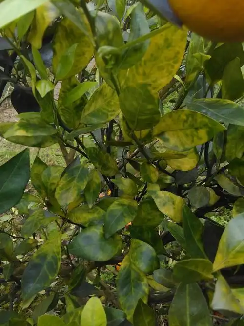 久久农资教您如何识别柑橘黄龙病