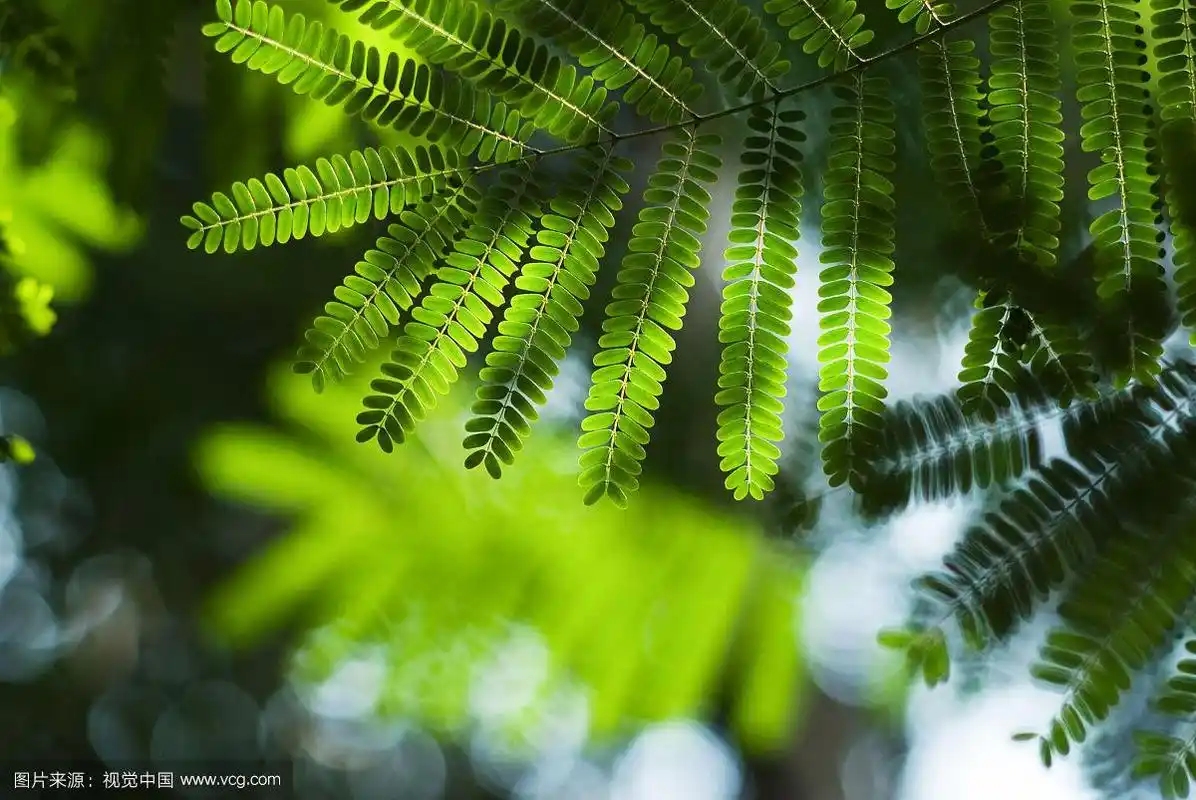 阳光透过的凤凰木树叶