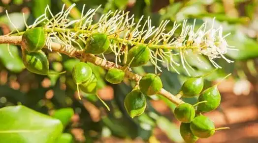 澳洲坚果全身是宝!