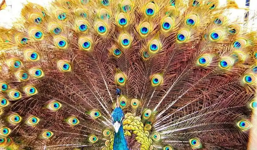 开屏的孔雀是公的还是母的(孔雀开屏是什么行为啊)