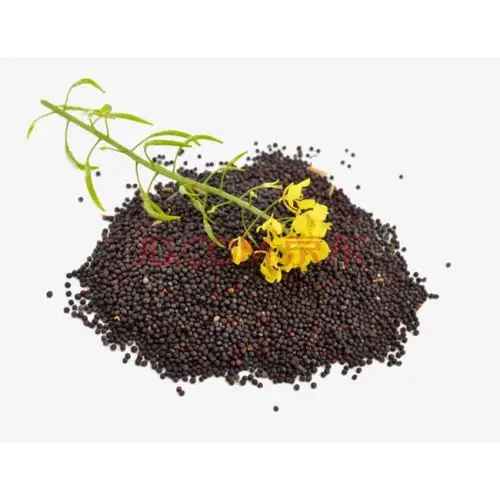 散装油菜籽种子 观赏油菜花种籽 高产美国油王油菜 菜籽种子 黑色油