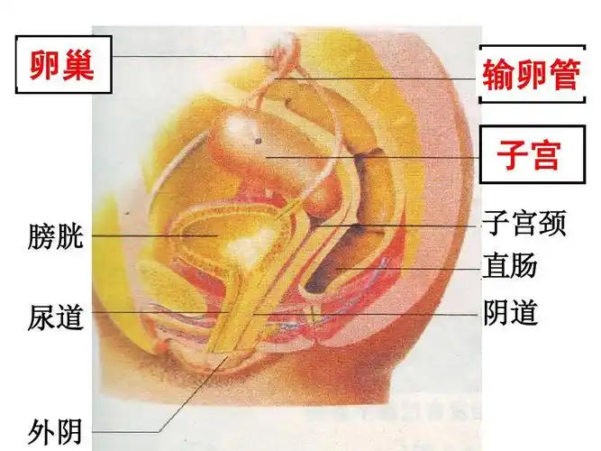 2 人的生殖(第一课时) 课件 (新人教版七年级下)ppt