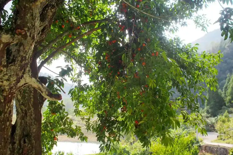 罕见的金弹子树