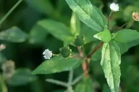 (中草药名称:鳢肠)(中药大全科目:菊科)中药:白花蟛蜞草今天和大家一