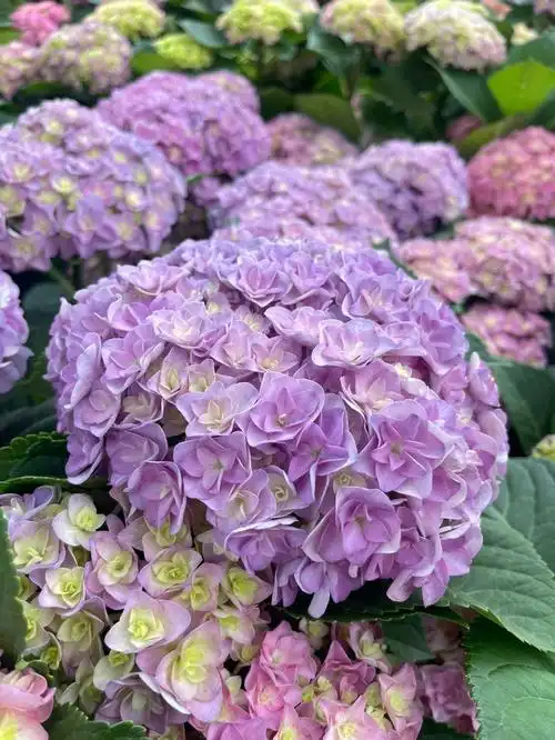 我要上热门  #绣球花  #绣球  #太阳神殿  #重瓣绣球花  #重瓣绣球