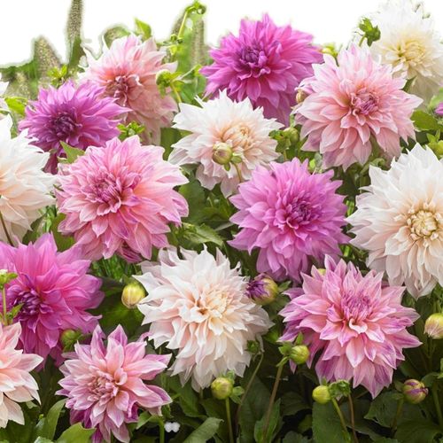 进口重瓣大丽花种球根地瓜花室内外庭院阳台盆栽多年生花卉春夏季