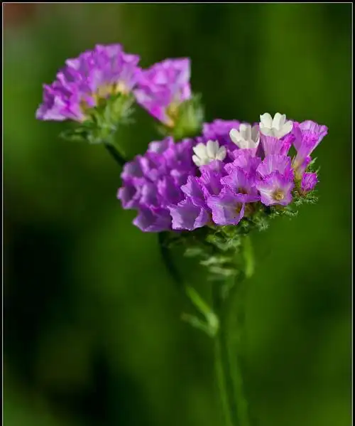 小清新紫色勿忘我
