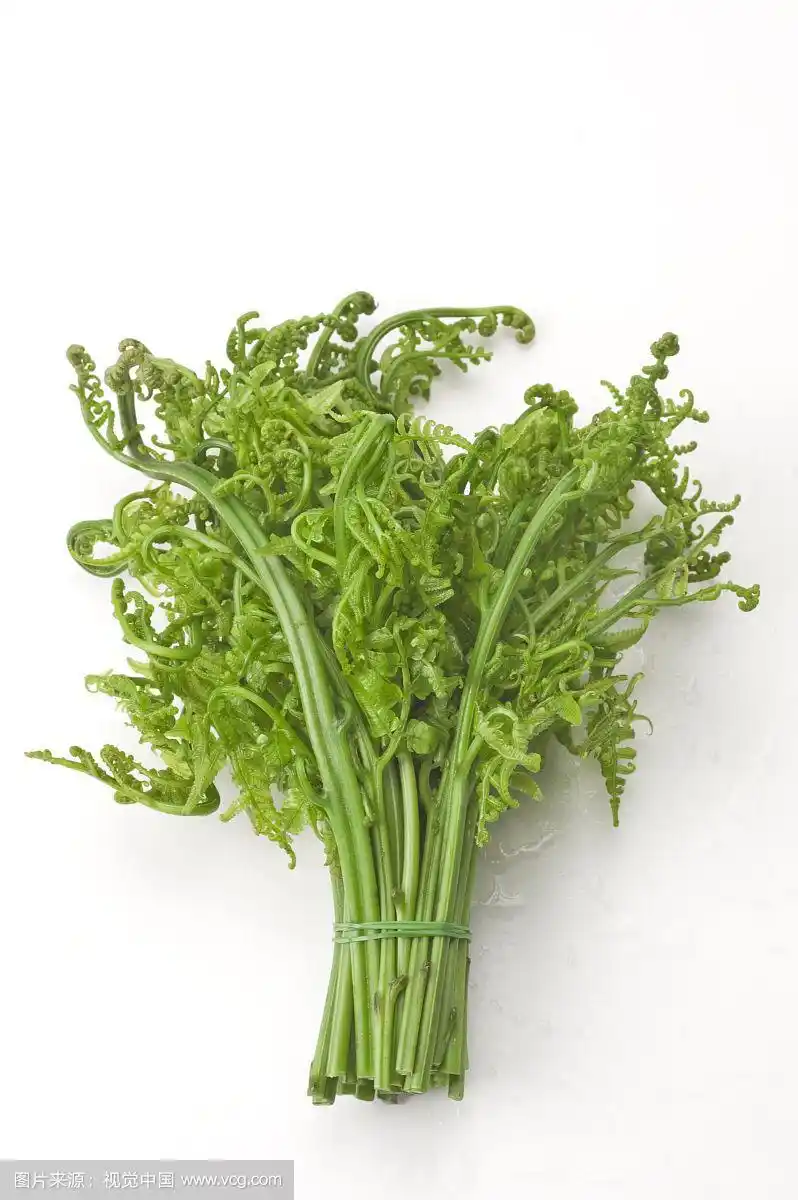 蕨菜,蔬菜