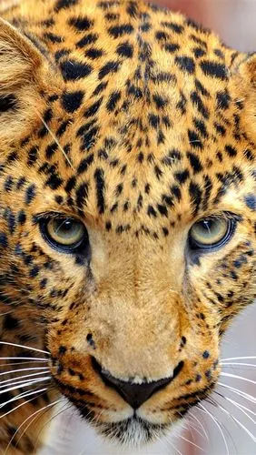 豹,看,眼睛,脸 4k