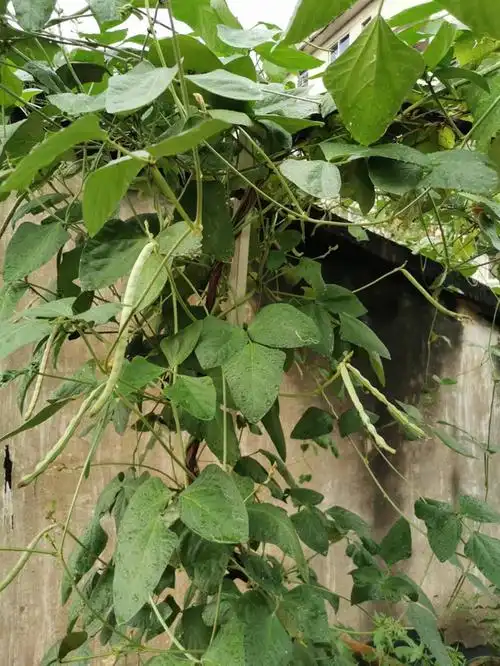 某天,有人在楼顶晒黑豆,晒好了收拾打扫时,把有一些碎豆往我的花盆里