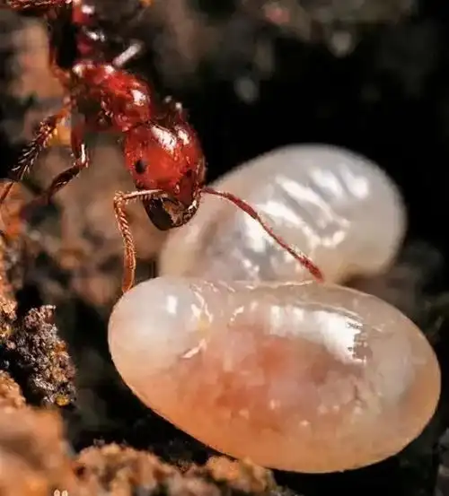 "无敌外来物种"红火蚁入侵,已传播至12个省份,被咬一口可致命