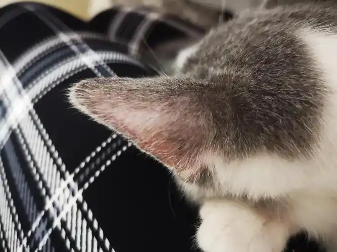 请问这个猫耳朵正常吗?