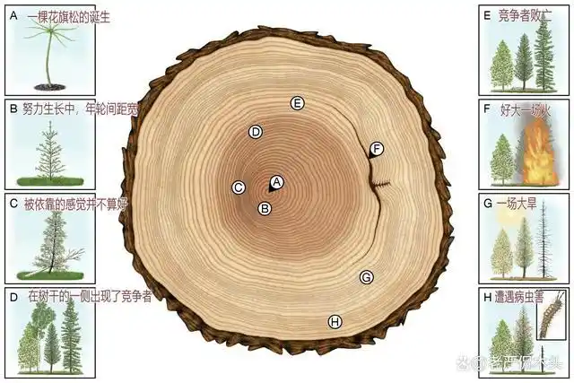 暖冬,大火,极寒……树木的年轮编年史