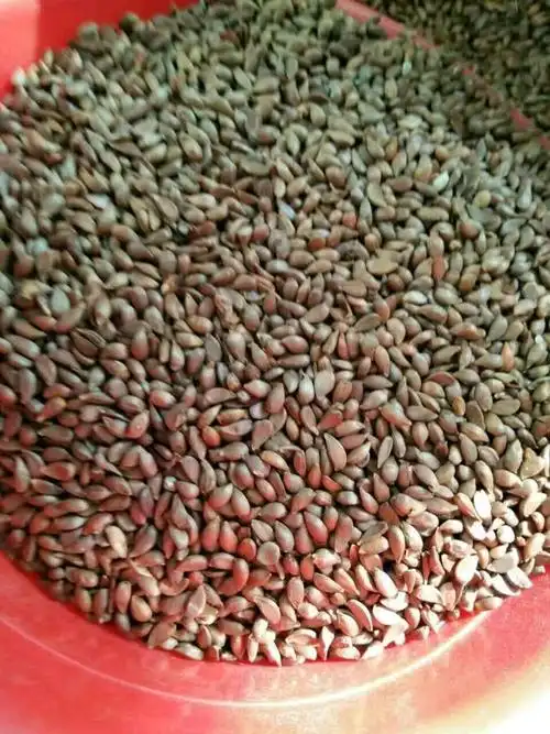 重瓣太阳花可四季易活开花不断多年生盆栽小丽花籽室外大丽花种子￥6