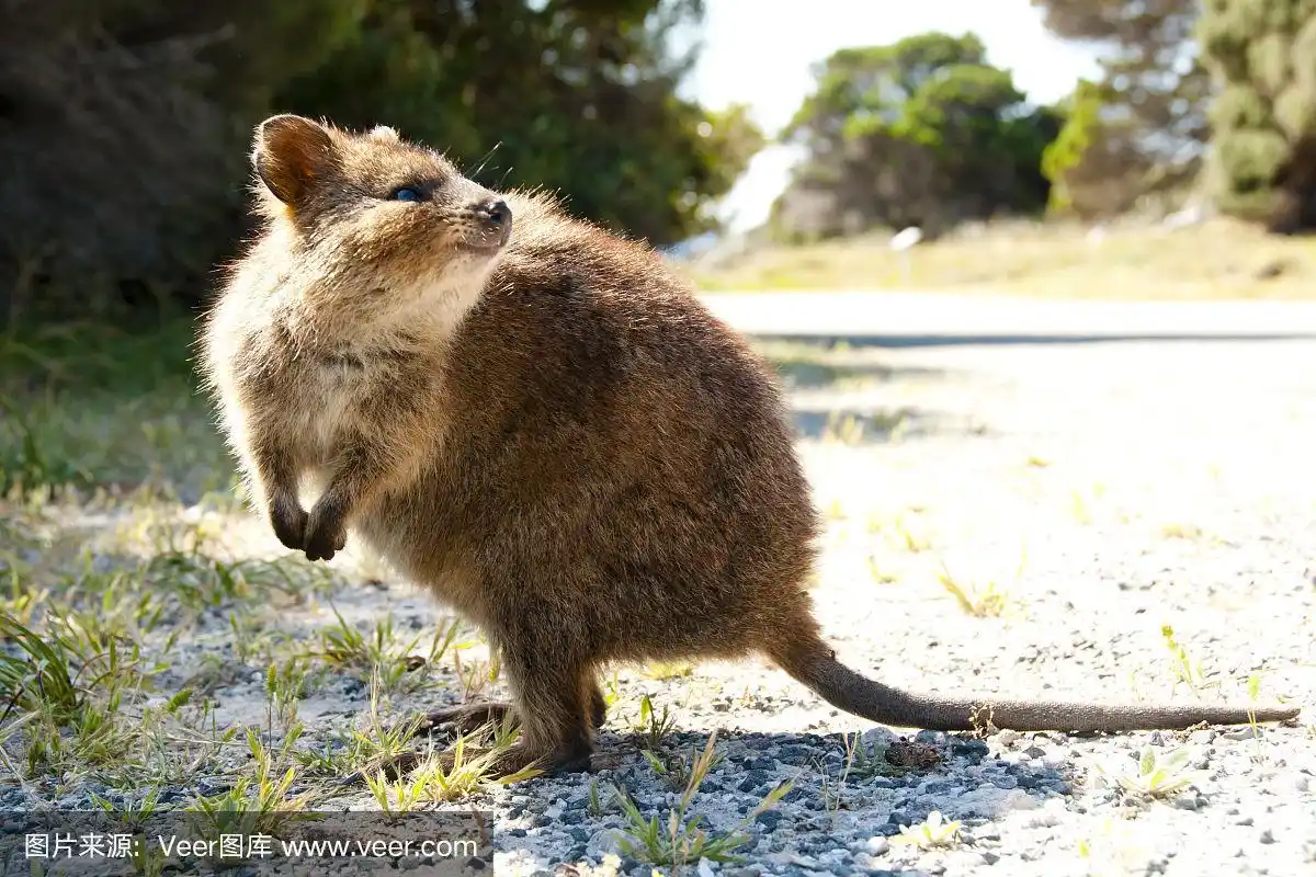 短尾矮袋鼠-罗特内斯特岛