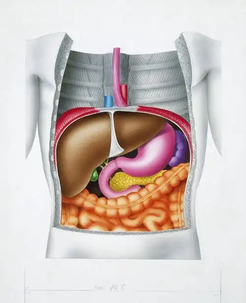 肝脏,无人,竖图,插画,白色背景,数码,科技,阴影,网络,高光,几何