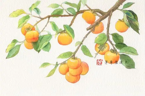 原创水彩植物柿子事事如意视频过程 芳草碧连天