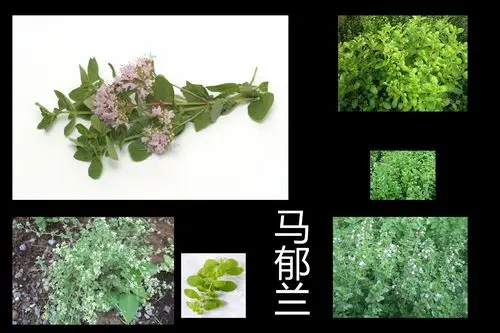 香龙草是什么植物?