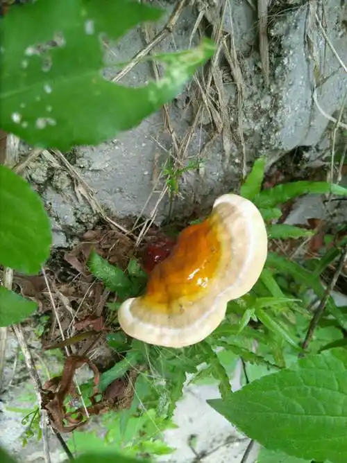 野生灵芝怎么区分是否有毒