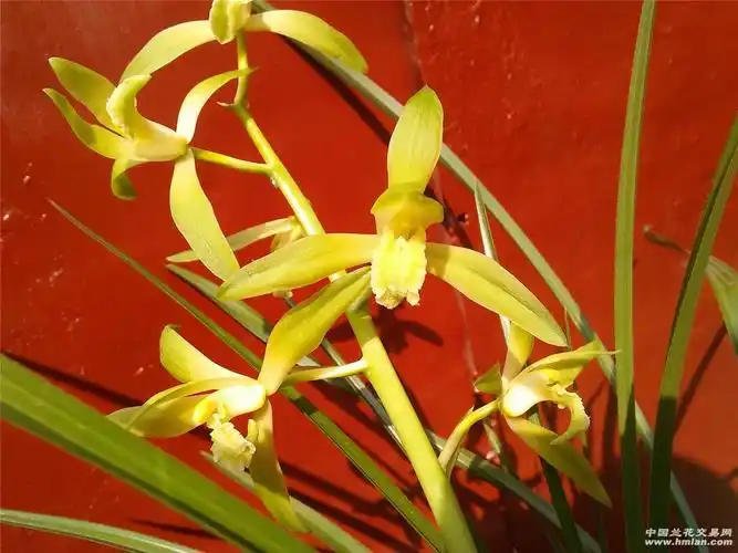 蕙兰朱金色素花 - 中国兰花交易网