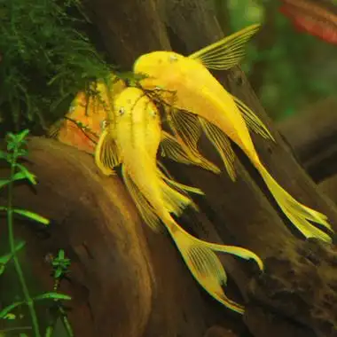 高手异型蓝眼大帆天使黄金胡子鱼 原价29.5元 现价29.