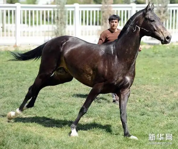 近距离实拍"汗血宝马"_高清图集_新浪网
