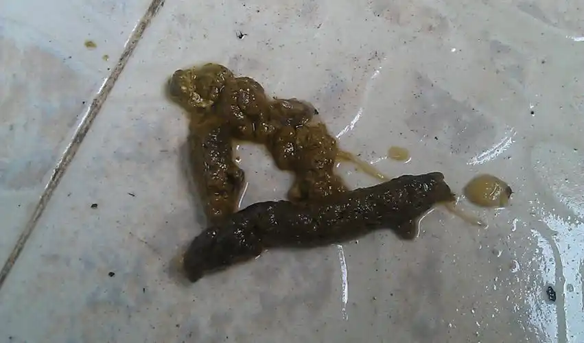 狗大便能做什么检查