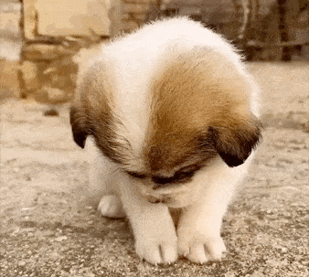 这波表情包真香你也来品品