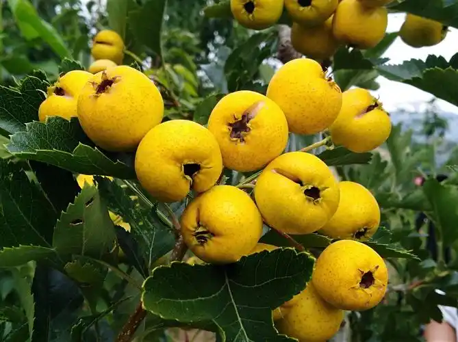 平邑县地方镇马红芹和他的黄山楂