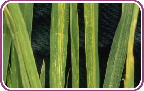 水稻条纹叶枯病