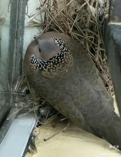 阳台安家的斑鸠