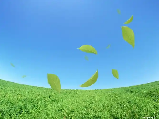 1600x1200 壁纸下载 - 清爽水纹绿叶壁纸 - 风景壁纸 - v3壁纸站