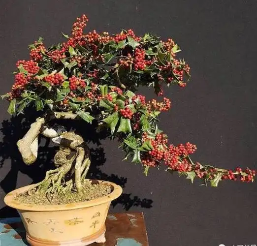 枸骨盆景欣赏枸骨盆景欣赏枸骨盆景可观叶可观果,树形紧凑,枝叶茂盛