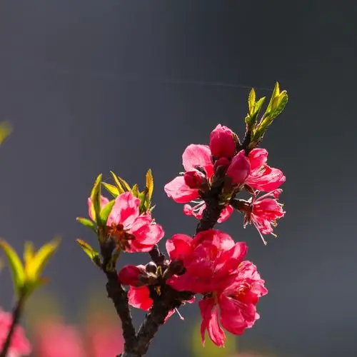 春天里拍的桃花