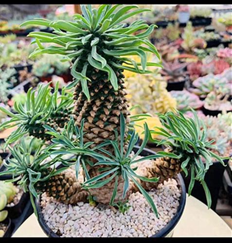 铁甲白桦麒麟翡翠阁多肉植物盆栽峨眉山将军阁仙人球桃太郎花卉