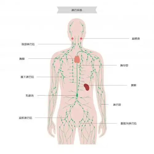 淋巴结是一种圆形或者椭圆形的结构,主要分布于颈部,腋下,腹股沟区