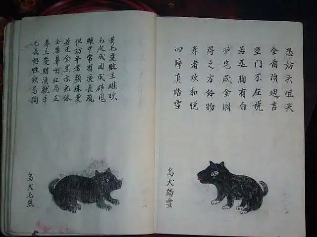 乌犬毛丝,乌犬踏雪白花斑犬,白狗黑眉铁乌实毛,铁包金犬《相犬大全》