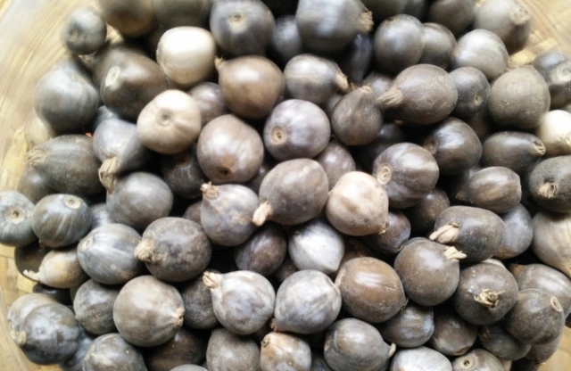 农村这种草珠子又叫"来尿珠",可做手链和门帘,如今少见了