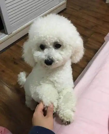 比熊犬多少钱一只比熊犬好养吗