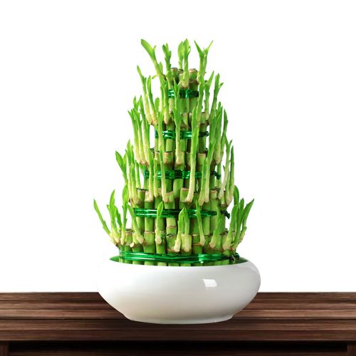 妙点节节高盆栽办公绿化开业乔迁富贵开运竹竹塔绿植