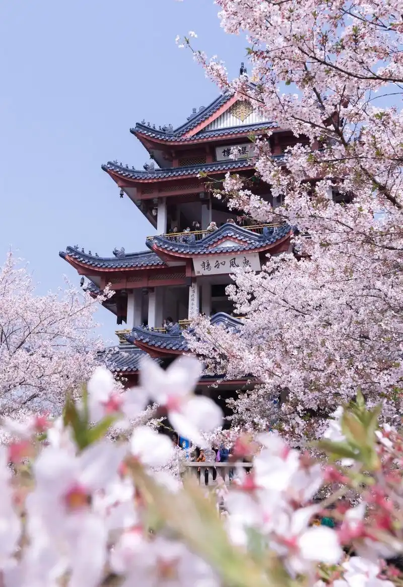 春日游玩计划 无锡鼋头渚春游赏樱 鼋头渚风景区位于江苏省无 - 兑趑