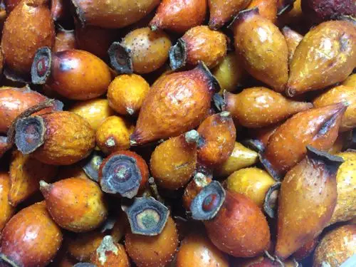 父亲在安徽郎溪买的果子,5块钱一斤,就是不知道是