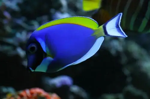 这些好看的海水鱼有养过的吗来分享你的经历