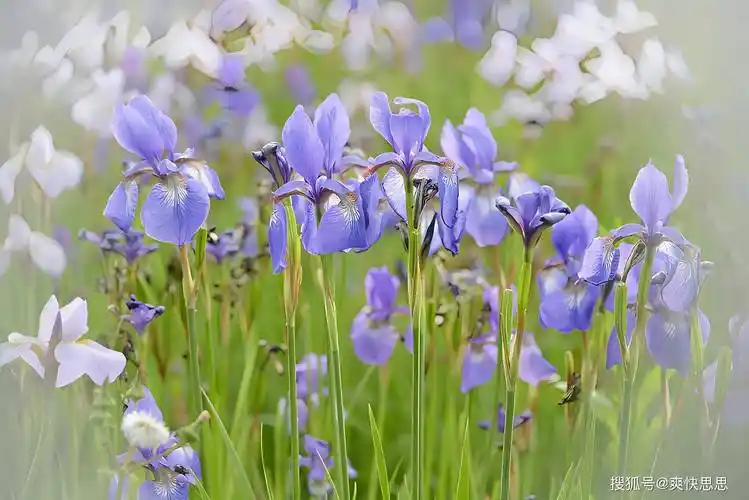 鸢尾花栽培的关键要点:沙质土壤排水良好至关重要_根系_水分_根部