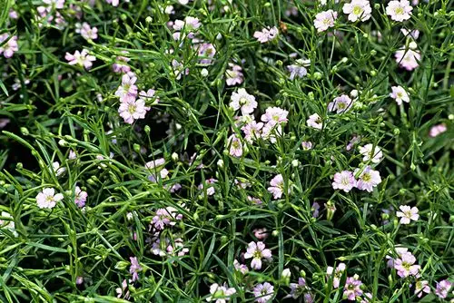 丝石竹属植物,花