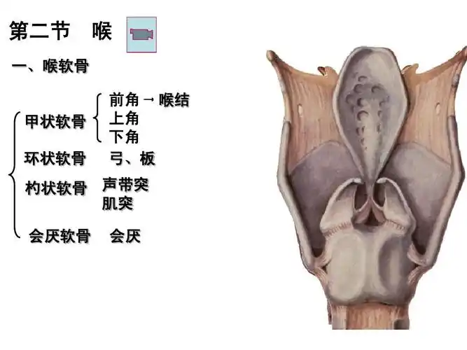 第二节 一,喉软骨 喉 前角 喉结 上角 下角 弓,板 甲状软骨 环状软骨