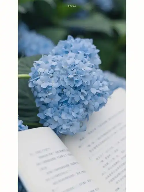 摄影夏日限定61无尽夏