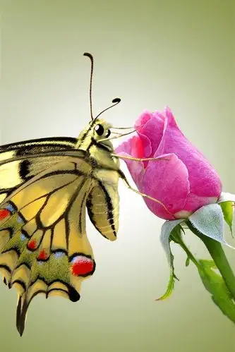蝴蝶和粉红色的玫瑰